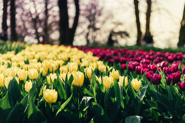 Flowerbeds of blossoming tulips - obrazy, fototapety, plakaty