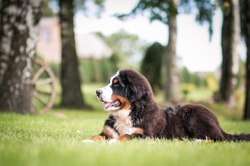 Bernese mountain dog puppy outside. So cute and small bernese puppy.	