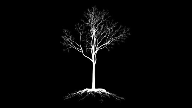 Leafless Tree with roots, timelapse growing, silhouette against black