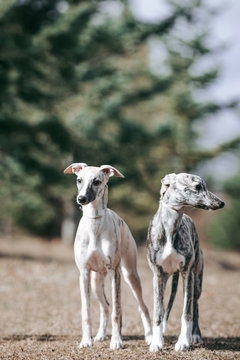 Vipet. Greyhound dog standing.	