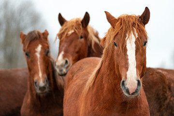 Fototapeta na wymiar Closeup of a brown horses in a paddock. Horses on a farm in winter.