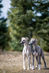 Obraz na płótnie Canvas Vipet. Greyhound dog standing. 