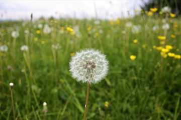 dandelion in the grass with flowers