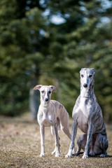 Obraz na płótnie Canvas Vipet. Greyhound dog standing.