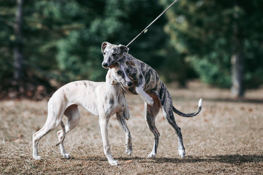 Vipet. Greyhound dog standing.