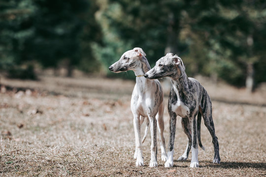 Vipet. Greyhound dog standing.