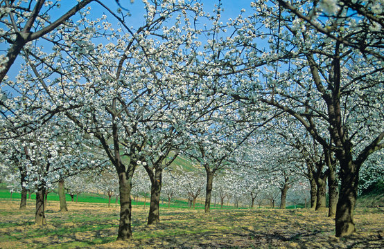 Spring fllowering Cherry Blossom in the Arles countryside