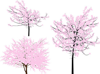 three pink spring blossoming trees isolated on white