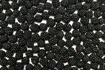 A textured bright background made from a layer of fresh blackberry berries.