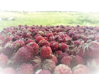 a scattering of ripe forest strawberries on whole photo