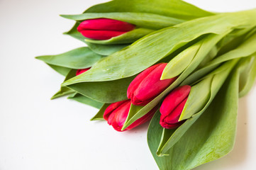 Bouquet of tulips on white background