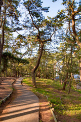 三保の松原の松