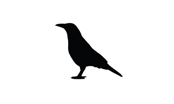 Crow flying bird animal wildlife symbol icon