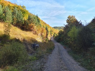 Rural road in the mountains with colorful trees