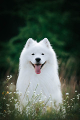 Samoyed dog posing in the beautiful park.	