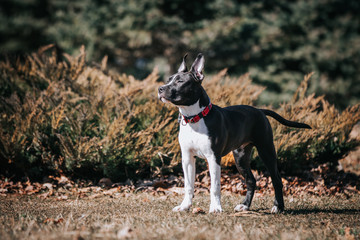 american staffordshire terrier puppy posing otside in the park.	