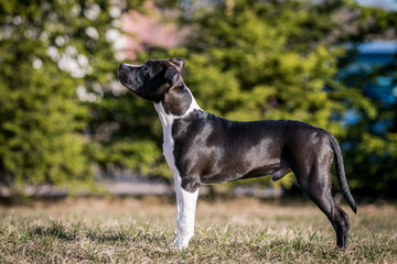 american staffordshire terrier puppy posing otside in the park.	