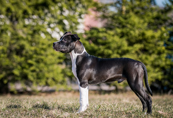 american staffordshire terrier puppy posing otside in the park.	