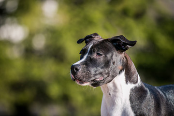 american staffordshire terrier puppy posing otside in the park.	