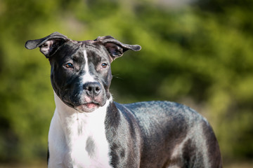 american staffordshire terrier puppy posing otside in the park.	