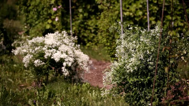 clematis recta