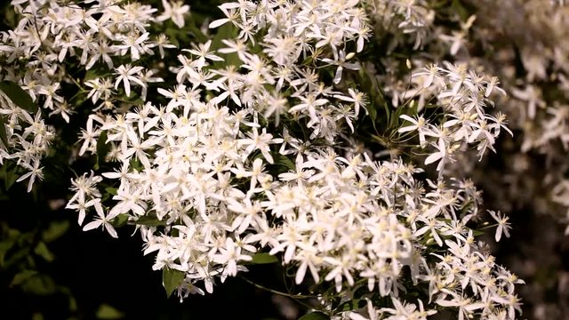 clematis recta