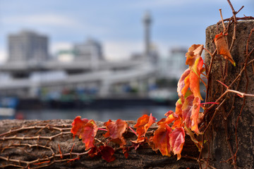 本牧のマリーナの蔦
