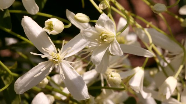 clematis recta