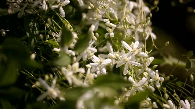 clematis recta