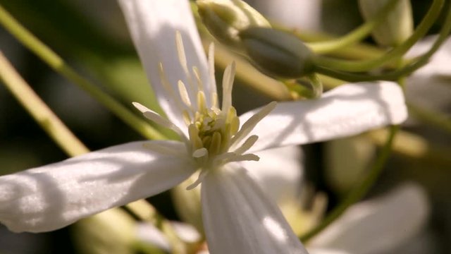 clematis recta