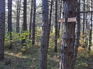 High pine trees in the forest