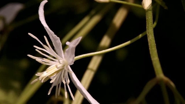 clematis recta