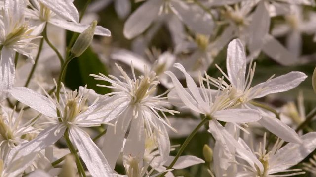 clematis recta