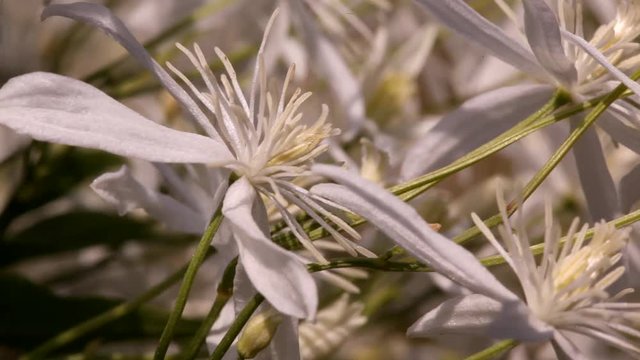 clematis recta