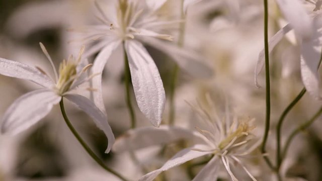 clematis recta