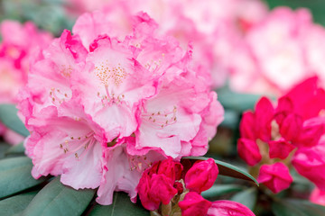 Pink rhododendron blooms in the garden