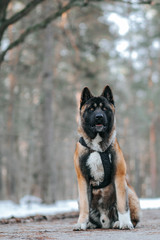 American akita dog posing in the snow outside.	