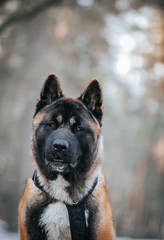 American akita dog posing in the snow outside.	