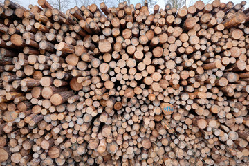 Close-up of a huge woodpile in the forest with tree trunks felld because of pest infestation. Seen near Nuremberg in Bavaria, Germany, in February