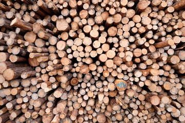 Close-up of a huge woodpile in the forest with tree trunks felld because of pest infestation. Seen near Nuremberg in Bavaria, Germany, in February