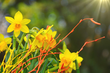 osterblumen