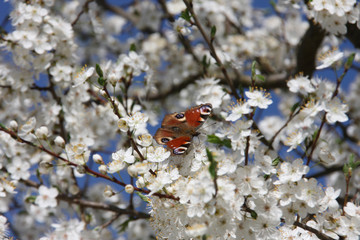 European peacock butterfly feeding on white blossoms of Sour Cherry Tree Prunus Cerasus towards blue sky at spring season close up