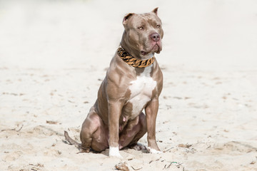 Pitbull American Bully