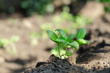 Basil seedling in the vegetable garden