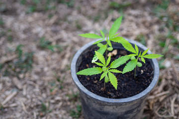 Close-up of cannabis tree growing in potted. Hemp green leaf for medical. Space for text. Farm marijuana plantation concept