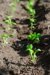 basil seedlings in the vegetable garden