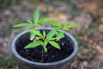 Close-up of cannabis tree growing in potted. Hemp green leaf for medical. Space for text. Farm marijuana plantation concept