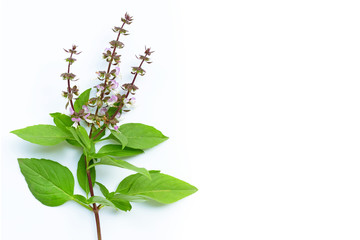 Sweet Basil leaves with flower on white background.