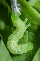 Fototapeta premium Green caterpillar molting the skin on basil leaf