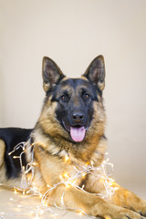German shepherd dog posing near christmas tree, with gifts ant christmas lights.